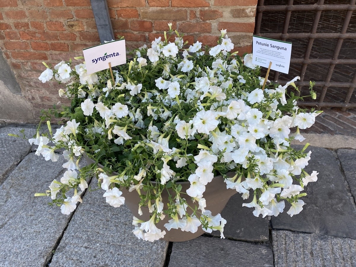 Syngenta ha decorato il centro di Mantova con le sue varietà floreali